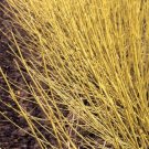 Cornus Arctics Dogwoods Fire Sericeas Yellow Redtwigs Live Plant 4" Pot Indoor Outdoor Garden