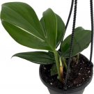 Rhaphidorphora Dragons Decursiva Philodendron House Live Plant 4" Hanging Basket Indoor Outdoor Gard Rhaphidorphora Dragons Decursiva Philodendron House Live Plant 4" Hanging Basket Indoor Outdoor Gard