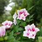Hibiscus Starblast Rose Sharon Chiffons Syriacus Large Pure White Flowers 4" Pot Indoor Outdoor Gard
