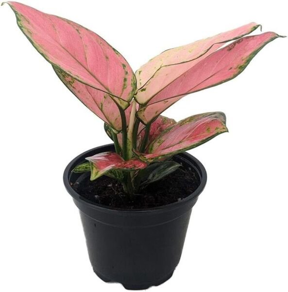 Aglaonema Cherry Grows In Dim Light Evergreen Live Plant 4" Pot Indoor Outdoor Garden