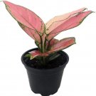 Aglaonema Cherry Grows In Dim Light Evergreen Live Plant 4" Pot Indoor Outdoor Garden