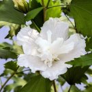 Hibiscus Pillars Whites Roses Of Sharon S Live Plant 4" Pot Indoor Outdoor Garden