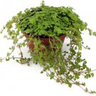 Pilea Baby Tiny Depressa Tears Good Choice Low Trailing Home Live Plant 2.5" Pot Indoor Outdoor Gard
