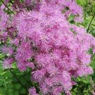 Meadow Shade Rue Graceful Airy Flowers Olumbines Like Foliage 50 Seeds Indoor Outdoor Garden Meadow Shade Rue Graceful Airy Flowers Olumbines Like Foliage 50 Seeds Indoor Outdoor Garden