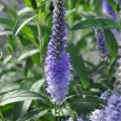 Veronicas Shining Verniques Speedwell Seas Tall Upright Conicals Spikes 2.5" Pot Indoor Outdoor Gard