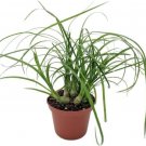 Beaucarnea Palm Ponytail Elephants Foot Great Live Plant 2.5" Pot Indoor Outdoor Garden Beaucarnea Palm Ponytail Elephants Foot Great Live Plant 2.5" Pot Indoor Outdoor Garden