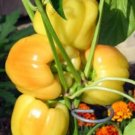 Peppers Blushing Sweets Beauty Sharps Spines Red To Ivory S 10 Seeds Indoor Outdoor Garden