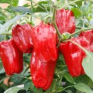 Peppers Skin Red Giant Compacts Enough For Containers Grows Comfortably 10 Seeds Indoor Outdoor Gard