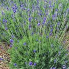 Lavender Butterfly Eyes Lavandula Multifida Multicolor Pinecones Shaped 20 Seeds Indoor Outdoor Gard