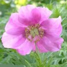 Peonys Clumps Siberians Fernleafs Rose Glossy Foliage 4 Seeds Indoor Outdoor Garden