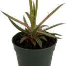 Agave Leopard Leopoldii Succulent Leaves S Live Plant 4" Pot Indoor Outdoor Garden
