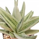 Gasteria Green Gasteraloe Ice Aloe Succulent S Home Live Plant 2.5" Pot Indoor Outdoor Garden