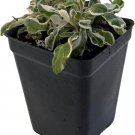 Alternanthera Calico Ficoidea Queen Snow Live Plant 2.5" Pot Indoor Outdoor Garden