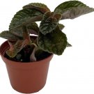 Pilea Chocolate Mysterious Dark Foliage Live Plant 2.5" Pot Indoor Outdoor Garden