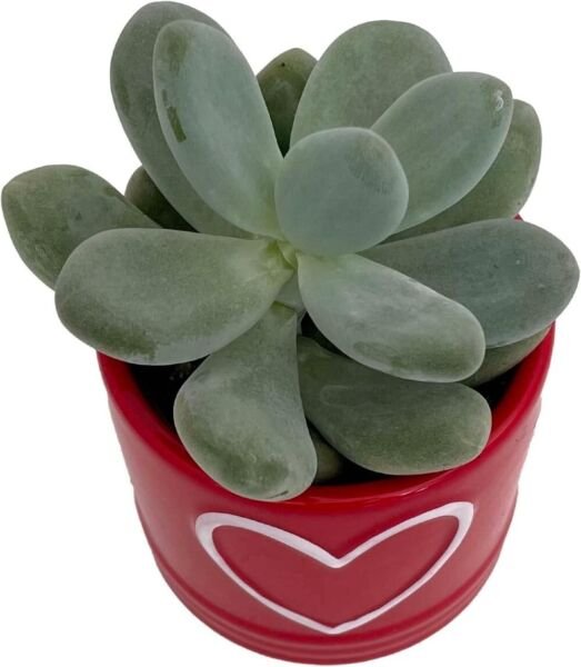 Truffle Red Heart Succulent Ceramic Vase With Live Plant 3" Indoor Outdoor Garden