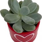 Truffle Red Heart Succulent Ceramic Vase With Live Plant 3" Indoor Outdoor Garden