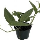 Epipremnum Cebu Rare Pinnatum Pothos Blue Live Plant 4" Pot Indoor Outdoor Garden