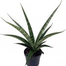 Sanseverias Snake Tiger Hybrid Mother In Law'S Tongues Live Plant 4" Pot Indoor Outdoor Garden