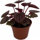Caperatas Schumi Peperomia Red Ripple S Live Plant 2.5" Pot Indoor Outdoor Garden Caperatas Schumi Peperomia Red Ripple S Live Plant 2.5" Pot Indoor Outdoor Garden
