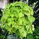 Chartreuse Heucherella Yellowstone Falls Live Plant Gallon Pot Indoor Outdoor Garden