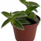 Cyanotis Kittens Ears Somaliensis S Live Plant 2.5" Pot Indoor Outdoor Garden