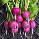 Radish Rares Plum Coloful Organics Bright Purple Skin 50 Seeds Indoor Outdoor Garden