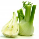 Fennel Finochio Florence Attractive Tender 1 Gram Seed Indoor Outdoor Garden