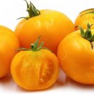 Tomatos Belgian Giant Sized Mild Yellow Tasty Non Acid Variety 10 Seeds Indoor Outdoor Garden