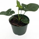 Philodendron Thaumatophyllum Finger Spruceanum Goeldi Trending Live Plant 6" Pot Indoor Outdoor Gard Philodendron Thaumatophyllum Finger Spruceanum Goeldi Trending Live Plant 6" Pot Indoor Outdoor Gard