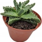 Faucarias Jaws Tiger Tigrinas S Live Plant 3" Pot Indoor Outdoor Garden