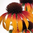 Echinacea Fiery Mama Meadows Fragrant Coneflowers Live Plant Gallon Pot Indoor Outdoor Garden
