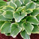 Hosta Blazing Unequaled Large Saddles Lush Foliage Live Plant Quart Pot Indoor Outdoor Garden