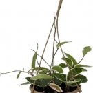Hoyas Carnosas Krimson Wax Queens Trendings Live Plant 6" Hanging Basket Indoor Outdoor Garden