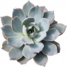 Echeveria Morning Subsessillis Desert Dew Rose S Live Plant 2.5" Pot Indoor Outdoor Garden