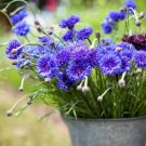 Button Charming Blue Flower Guaranteed To Capture Your Heart Bachelors 100 Seeds Indoor Outdoor Gard