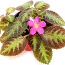 Episcias Panther Great Pink Violet Flame S Live Plant 4" Pot Indoor Outdoor Garden