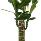 Dracaena Dragon Moonlight Tree False Palm Live Plant 4" Pot Indoor Outdoor Garden