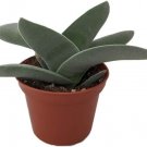 Crassula Propellers Succulent Falcata S In Out Live Plant 2.5" Pot Indoor Outdoor Garden