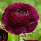 Ranunculus Purple Buttercup Tecolote Sensation Or 8/+ Cm 10 Bulbs Indoor Outdoor Garden