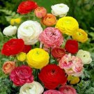Ranunculus Buttercup Mix Multicolor S Or Out 8/+ Cm 10 Bulbs Indoor Outdoor Garden