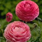 Ranunculus Buttercup In Or Out Large Double Semi Double Flowers 6/7 Cm 10 Bulb Indoor Outdoor Garden