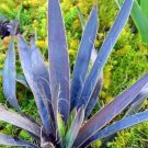 Yucca Magenta Purple Foliage Aloifolia Magic Or Live Plant 4" Pot Indoor Outdoor Garden