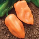 Pepper Bush Pleasant Aftertaste Burning Pleasant After Taste Large Fruit 10 Seed Indoor Outdoor Gard