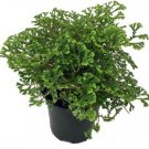 Selaginella Spike Avatars Moss Terrariums And Live Plant 4" Pot Indoor Outdoor Garden