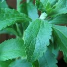 Stevia Rebaudiana Sugar Herb Ideal For Container And Windowsill 15 Seeds Indoor Outdoor Garden