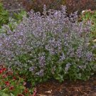 Nepetas Cat'S Catmint Meows Deers Resistant Scented Foliage Gallon Pot Indoor Outdoor Garden