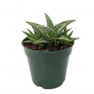 Aloes World'S Smallest S Houseplant And Live Plant 2.5" Pot Indoor Outdoor Garden