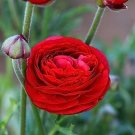 Ranunculus Red Butercup Persian Tecolote Or 10 Bulbs 6/7 Cm Indoor Outdoor Garden