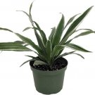 Dracaenas White Stripes Warneckii Dragons Live Plant 6" Pot Indoor Outdoor Garden