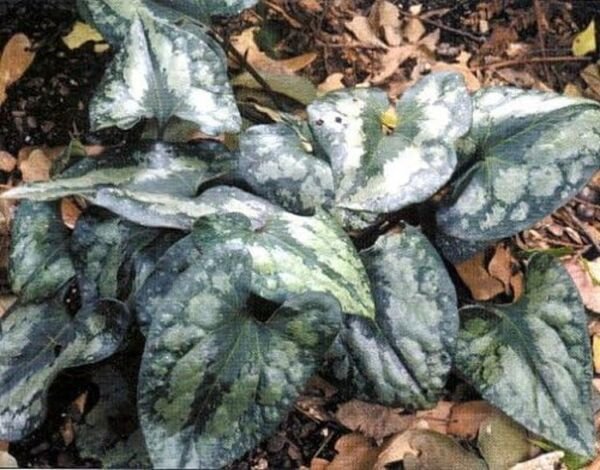Asarum Quick Sil Ground Ginger Wildflower Or In Live Plant 2.5" Pot Indoor Outdoor Garden